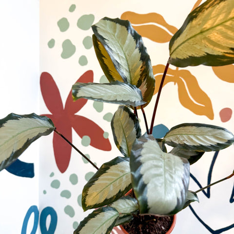 Calathea picturata 'Argentea' - Sprouts of Bristol
