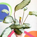 Calathea picturata 'Argentea' - Sprouts of Bristol