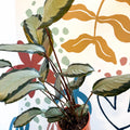 Calathea picturata 'Argentea' - Sprouts of Bristol