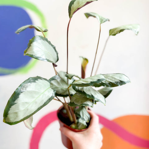 Calathea picturata 'Argentea' - Sprouts of Bristol