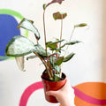 Calathea picturata 'Argentea' - Sprouts of Bristol