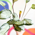 Calathea picturata 'Argentea' - Sprouts of Bristol