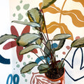 Calathea picturata 'Argentea' - Sprouts of Bristol