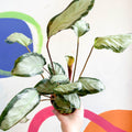 Calathea picturata 'Argentea' - Sprouts of Bristol