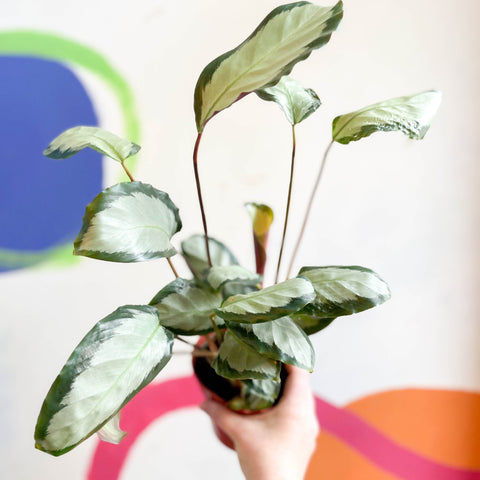 Calathea picturata 'Argentea' - Sprouts of Bristol