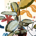 Calathea picturata 'Argentea' - Sprouts of Bristol