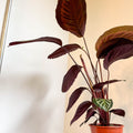 Calathea roseopicta - Sprouts of Bristol