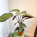 Calathea roseopicta - Sprouts of Bristol