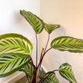 Calathea roseopicta - Sprouts of Bristol