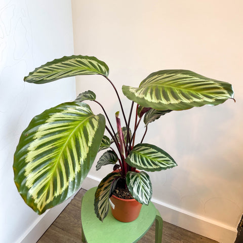 Calathea roseopicta - Sprouts of Bristol