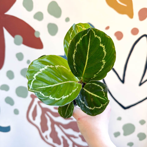 Calathea roseopicta 'Apple Bee' - Sprouts of Bristol