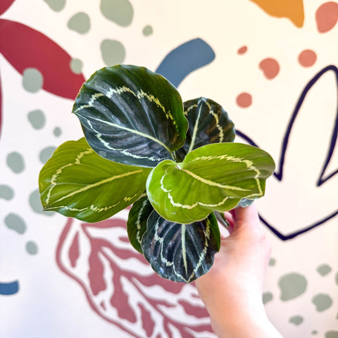 Calathea roseopicta 'Apple Bee' - Sprouts of Bristol