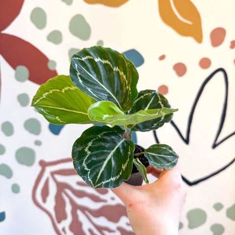 Calathea roseopicta 'Apple Bee' - Sprouts of Bristol