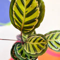 Calathea roseopicta 'Cora' - Sprouts of Bristol