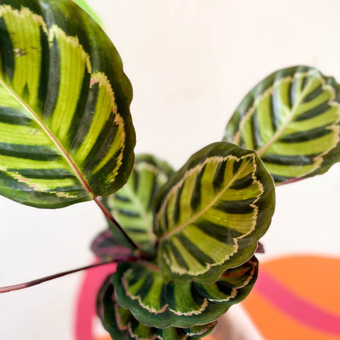 Calathea roseopicta 'Cora' - Sprouts of Bristol