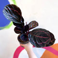Calathea roseopicta 'Dottie' - Sprouts of Bristol