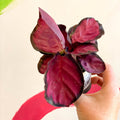Calathea roseopicta 'Rosy' - Sprouts of Bristol