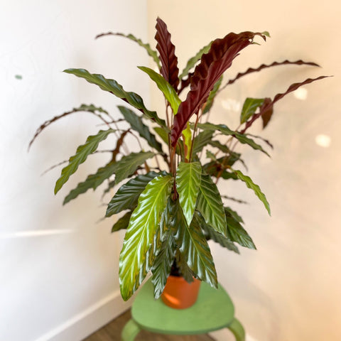 Calathea rufibarba - Purple Velvet Calathea - Sprouts of Bristol