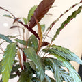 Calathea rufibarba - Purple Velvet Calathea - Sprouts of Bristol