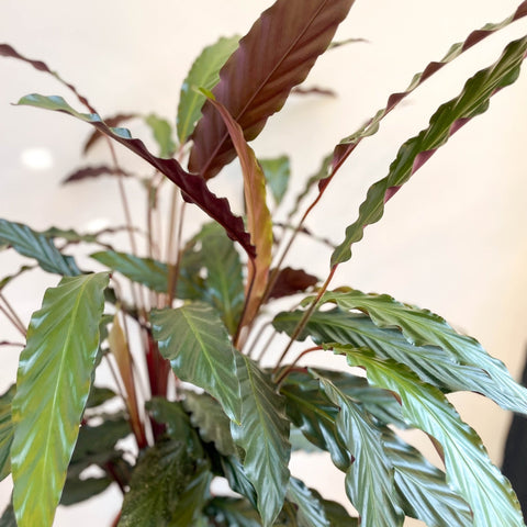 Calathea rufibarba - Purple Velvet Calathea - Sprouts of Bristol