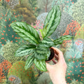 Calathea sp. - Sprouts of Bristol