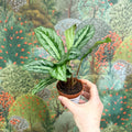 Calathea sp. - Sprouts of Bristol
