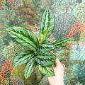 Calathea sp. - Sprouts of Bristol