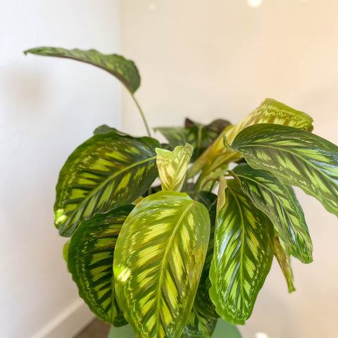 Calathea veitchiana - Sprouts of Bristol