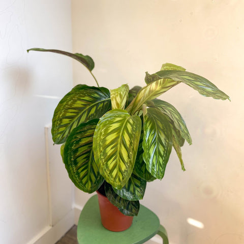 Calathea veitchiana - Sprouts of Bristol