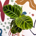 Calathea zebrina - Zebra Plant - Sprouts of Bristol