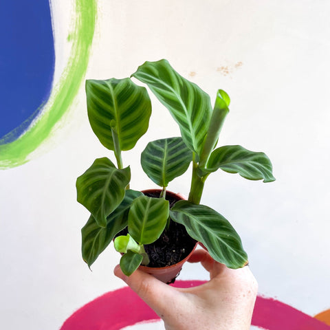Calathea zebrina - Zebra Plant - Sprouts of Bristol