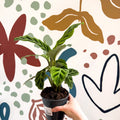 Calathea zebrina - Zebra Plant - Sprouts of Bristol
