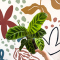 Calathea zebrina - Zebra Plant - Sprouts of Bristol