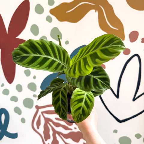 Calathea zebrina - Zebra Plant - Sprouts of Bristol