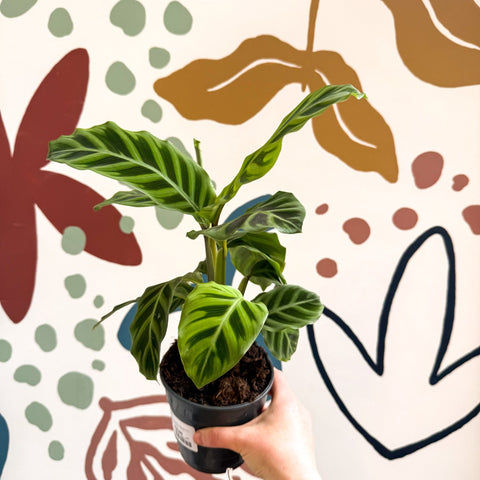 Calathea zebrina - Zebra Plant - Sprouts of Bristol