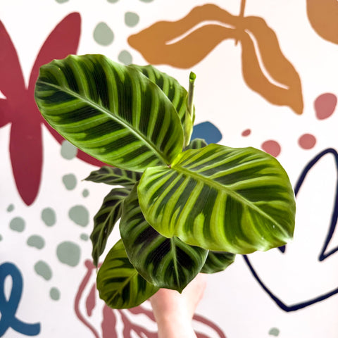 Calathea zebrina - Zebra Plant - Sprouts of Bristol