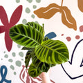 Calathea zebrina - Zebra Plant - Sprouts of Bristol