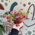 Calibrachoa 'Cabaret Double Apricot' - British Grown - Sprouts of Bristol