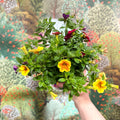 Calibrachoa ‘Confetti Garden Hawaiian Mix’ - Million Bells - Sprouts of Bristol