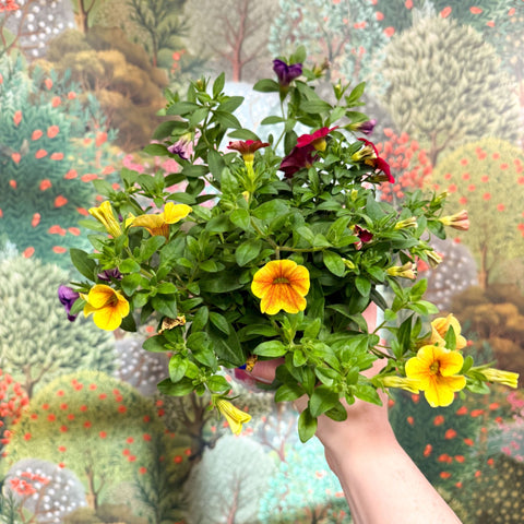 Calibrachoa ‘Confetti Garden Hawaiian Mix’ - Million Bells - Sprouts of Bristol