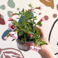 Calibrachoa 'Ultimate Pink' - Pink Million Bells - Sprouts of Bristol