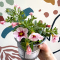 Calibrachoa 'Ultimate Pink' - Pink Million Bells - Sprouts of Bristol