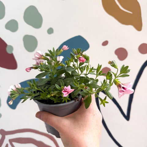 Calibrachoa 'Ultimate Pink' - Pink Million Bells - Sprouts of Bristol
