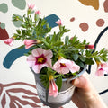 Calibrachoa 'Ultimate Pink' - Pink Million Bells - Sprouts of Bristol