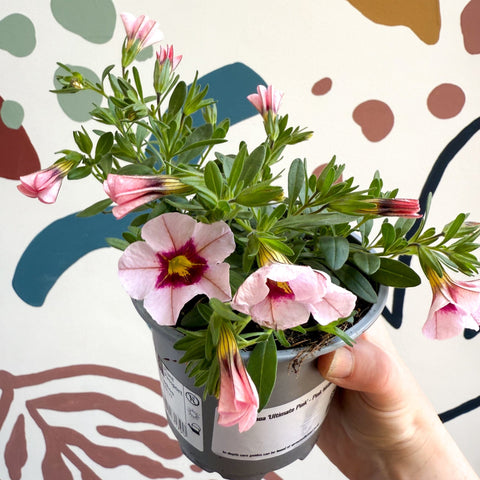 Calibrachoa 'Ultimate Pink' - Pink Million Bells - Sprouts of Bristol