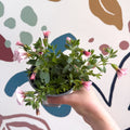 Calibrachoa 'Ultimate Pink' - Pink Million Bells - Sprouts of Bristol