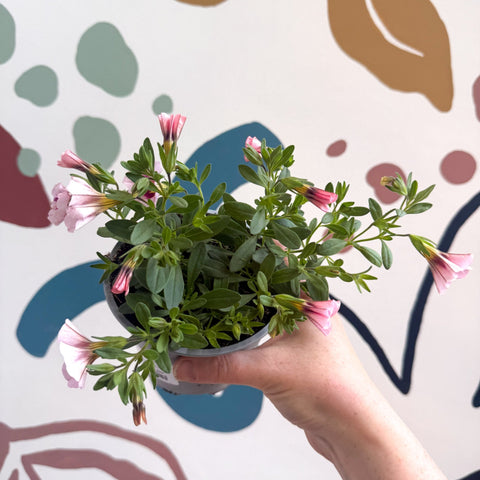 Calibrachoa 'Ultimate Pink' - Pink Million Bells - Sprouts of Bristol