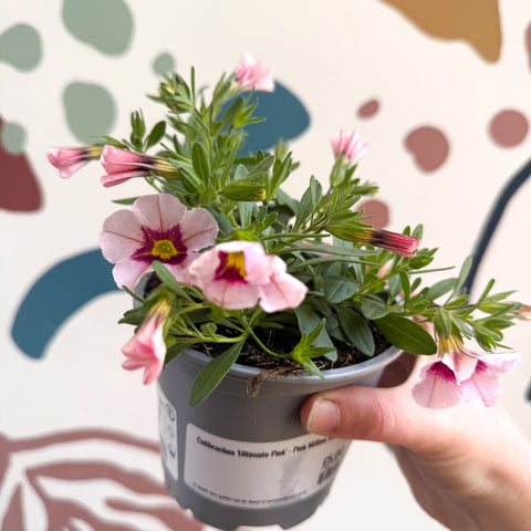 Calibrachoa 'Ultimate Pink' - Pink Million Bells - Sprouts of Bristol