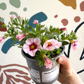 Calibrachoa 'Ultimate Pink' - Pink Million Bells - Sprouts of Bristol