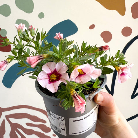 Calibrachoa 'Ultimate Pink' - Pink Million Bells - Sprouts of Bristol